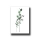 Botanical Bamboo 1 Print