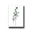 Botanical Bamboo 1 Print