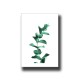 Botanical Eucalyptus 1 Print