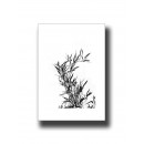 Botanical Grass 1 Print