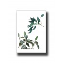 Botanical Leaves 1 Print