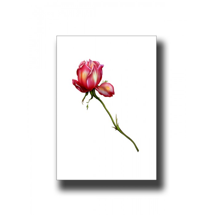Botanical Rose 1 Print