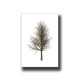 Botanical Tree 1 Print