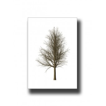 Botanical Tree 1 Print