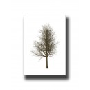 Botanical Tree 1 Print