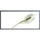 Calla1 Place Card