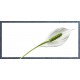 Calla1 Place Card