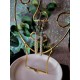 Silver Long Cylindrical Earrings